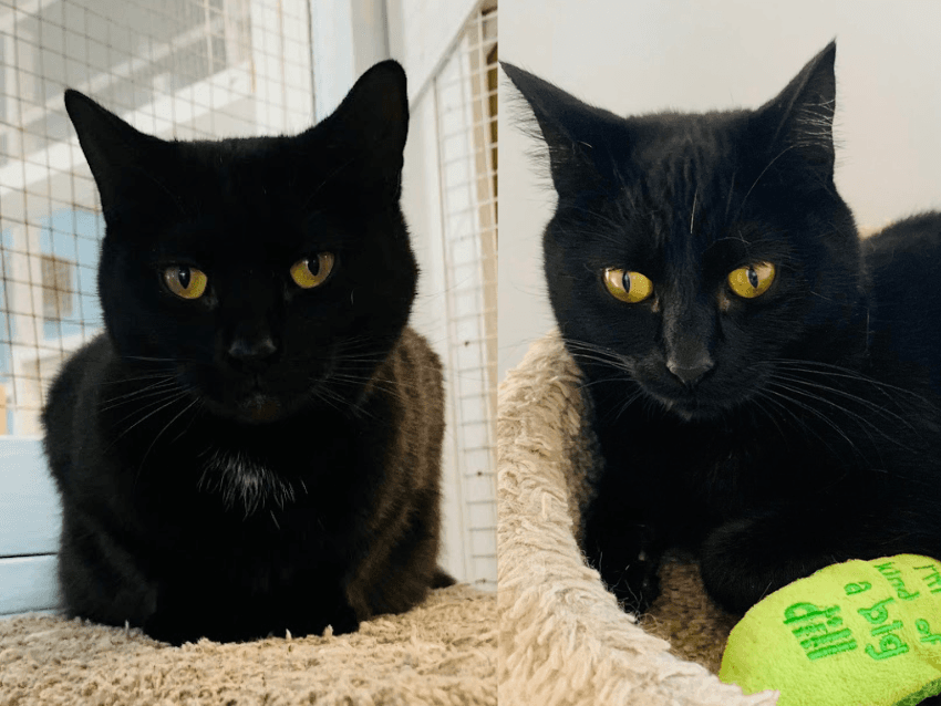 MAGGIE& BARTIE - Domestic Short Hair cat available for adoption in Calgary