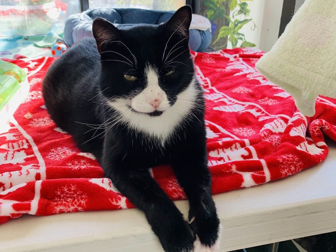 NASH - Domestic Short-Hair cat available for adoption at CARES Cat Shelter in Vancouver