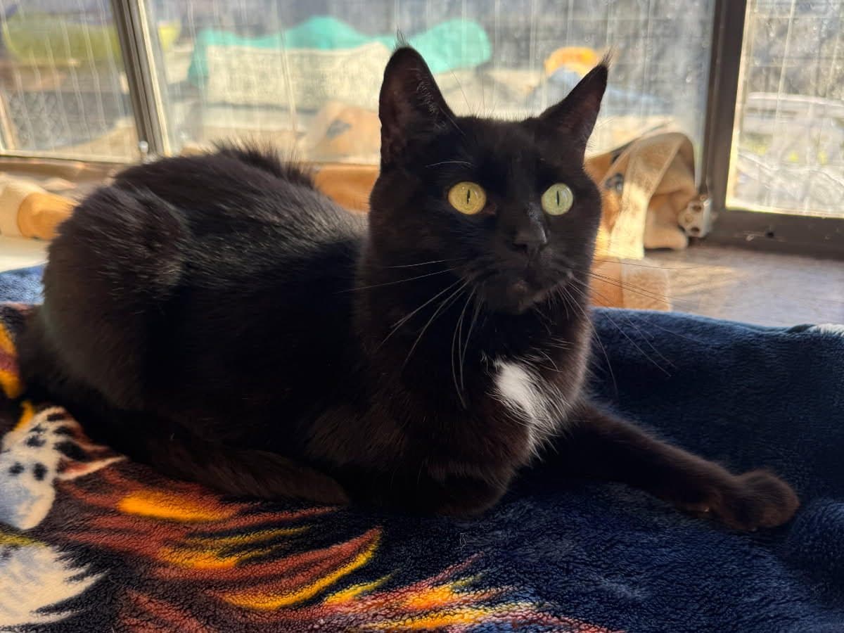 ZOLA - Domestic Short-Hair cat available for adoption at CARES Cat Shelter in Vancouver