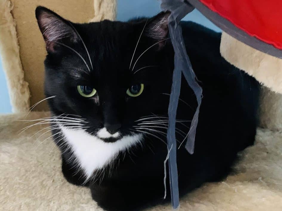 BILLIE - Domestic Short-Hair cat available for adoption at CARES Cat Shelter in Langley
