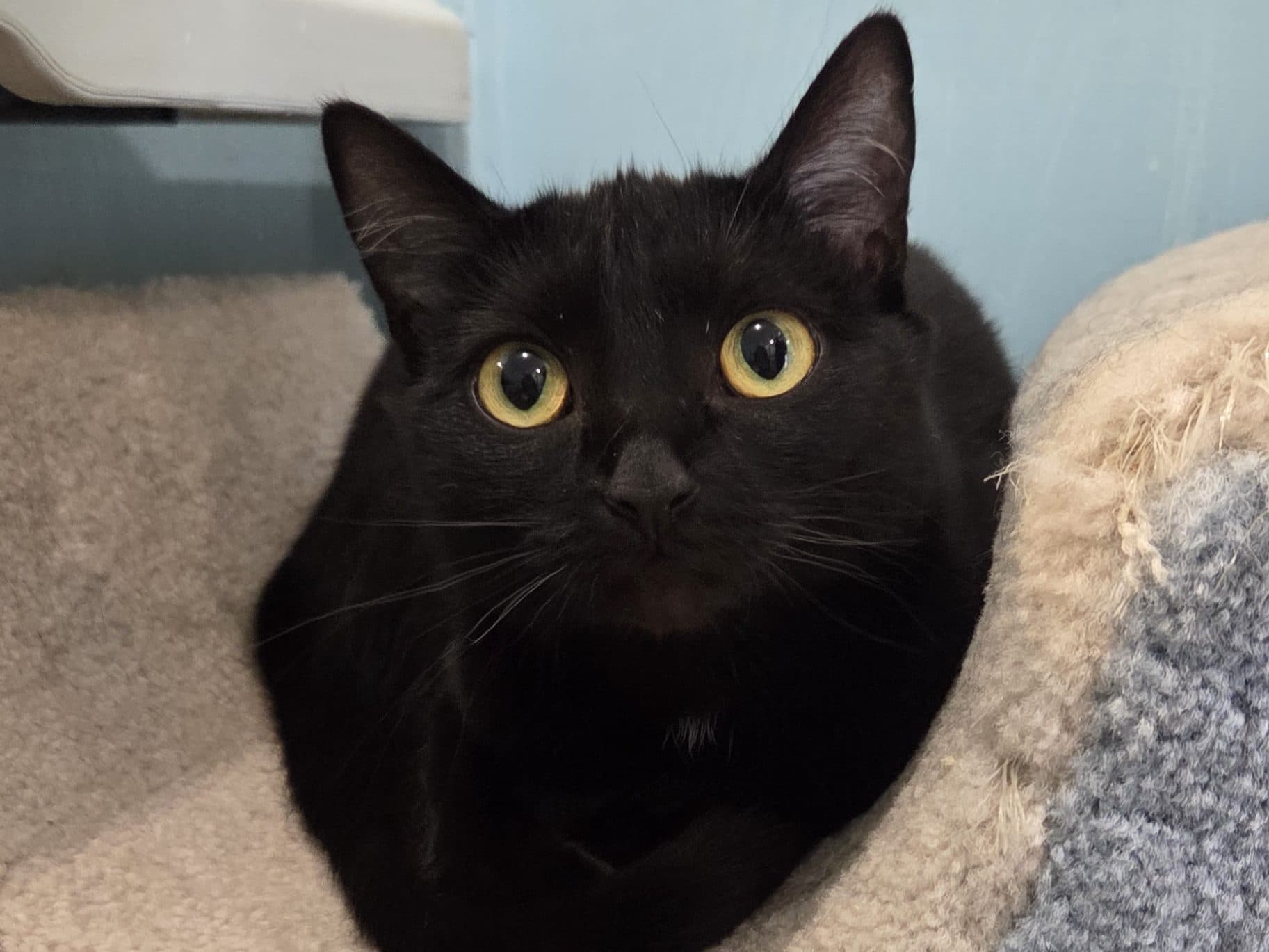 JUJUBE - Domestic Short-Hair cat available for adoption at CARES Cat Shelter in Vancouver