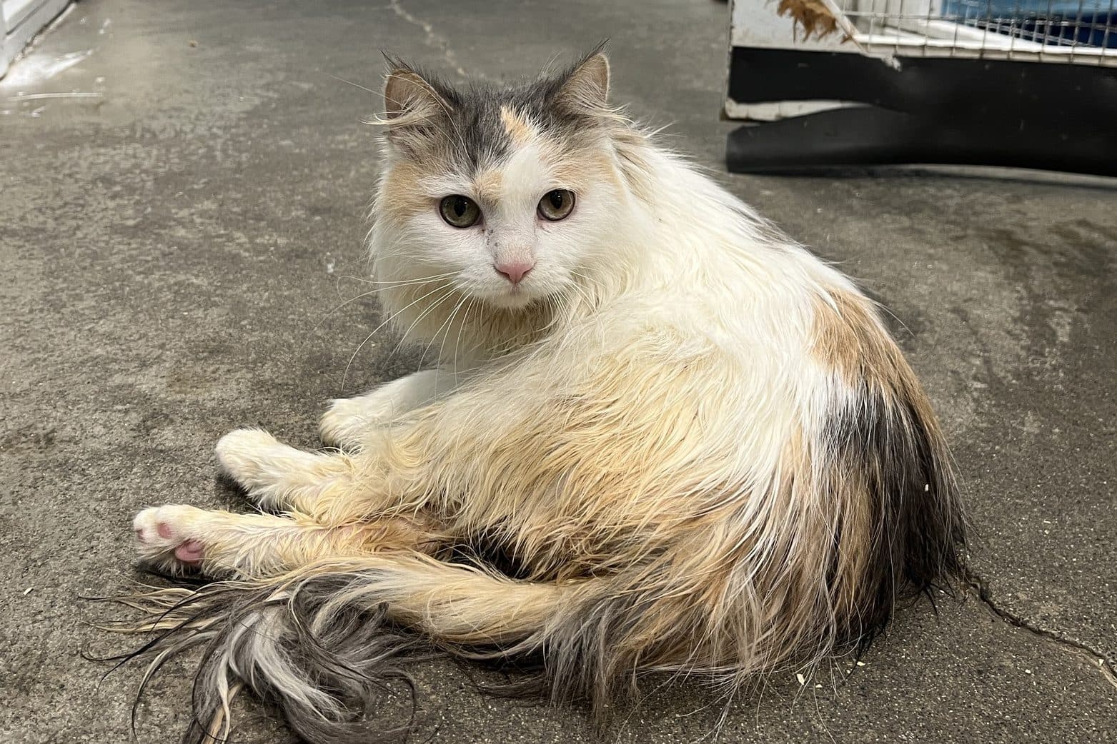 SNIPPERS - Domestic Long-Hair cat available for adoption at CARES Cat Shelter in Vancouver
