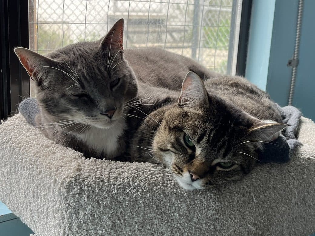 RHINO & BUNNY - Bffs- Males cat available for adoption in Calgary