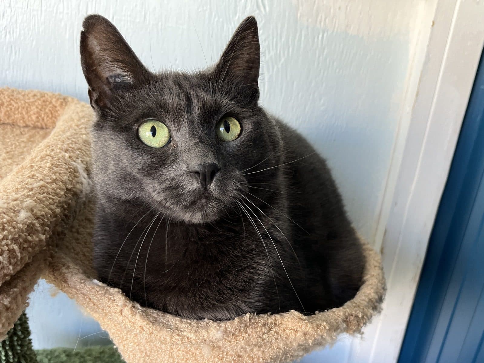MCGULE - Domestic Short-Hair cat available for adoption at CARES Cat Shelter in Vancouver