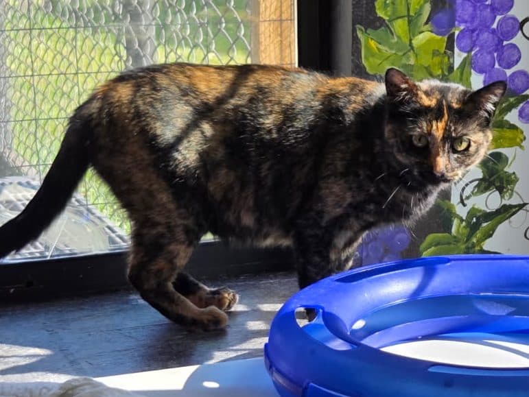 TALENTI - Domestic Short-Hair cat available for adoption at CARES Cat Shelter in Vancouver