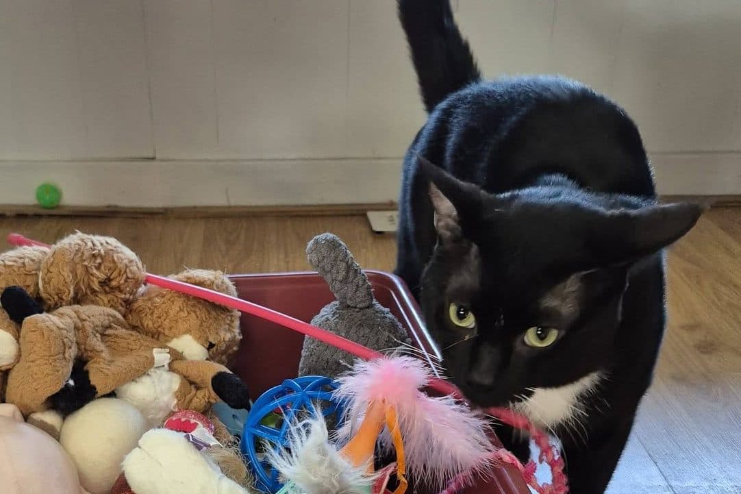 RIFF - Domestic Short-Hair cat available for adoption at CARES Cat Shelter in Vancouver