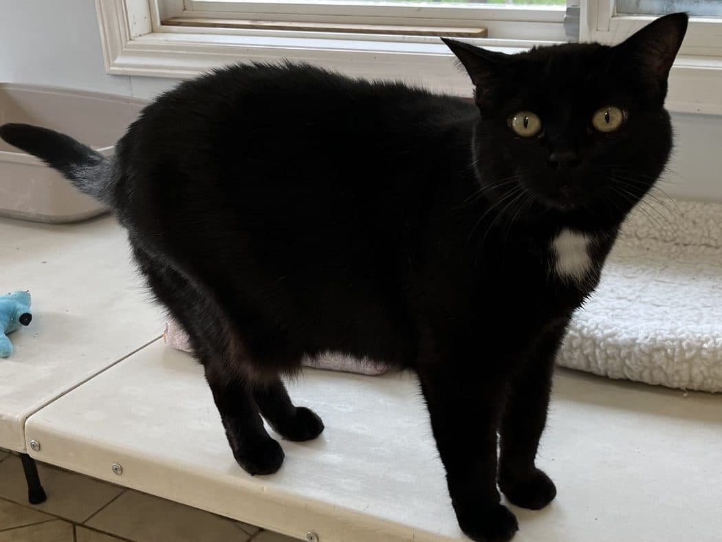 SADIE - Domestic Short-Hair cat available for adoption at CARES Cat Shelter in Vancouver