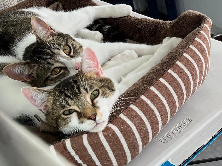 HARPER & JUSTICE - Domestic Short Hair cat available for adoption in Calgary