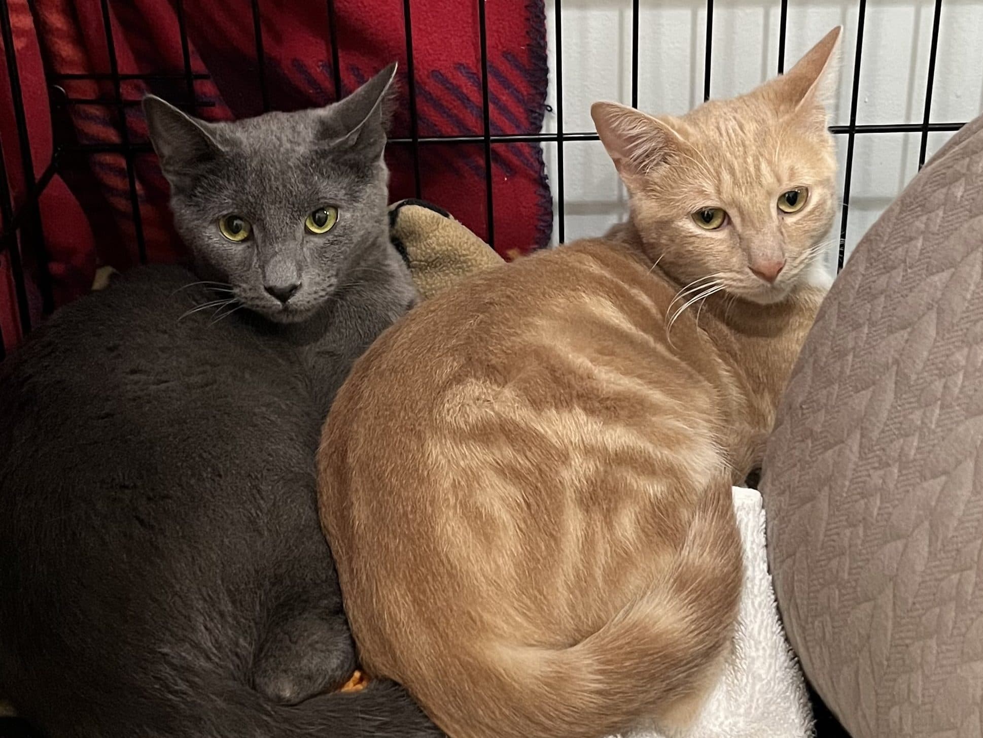 REBEL & ASH - Domestic Short Hair cat available for adoption in Calgary