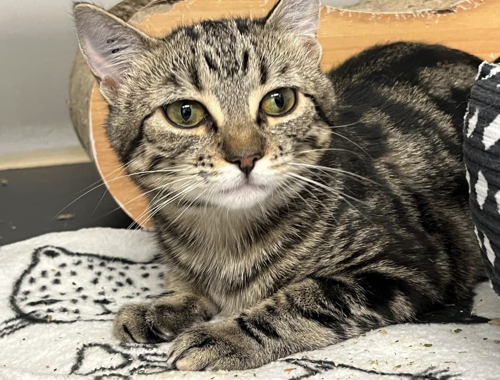 FORREST - Domestic Short-Hair cat available for adoption in Calgary