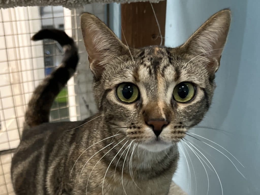 PEPPER - Domestic Short-Hair cat available for adoption in Calgary