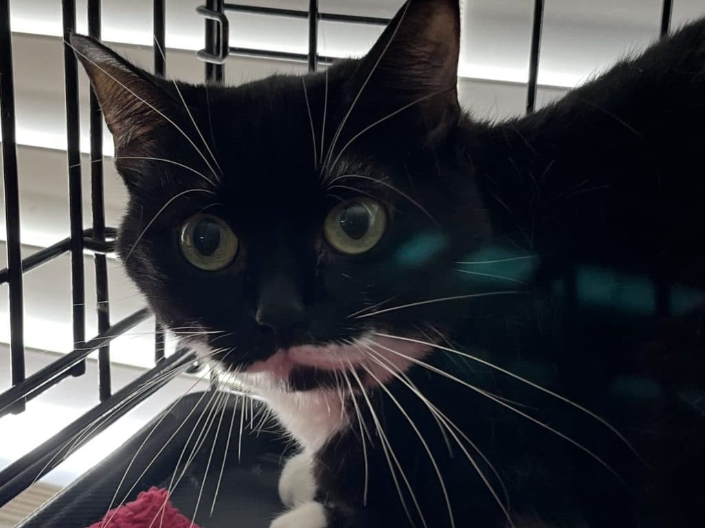 SWEETS - Domestic Short-Hair cat available for adoption in Calgary