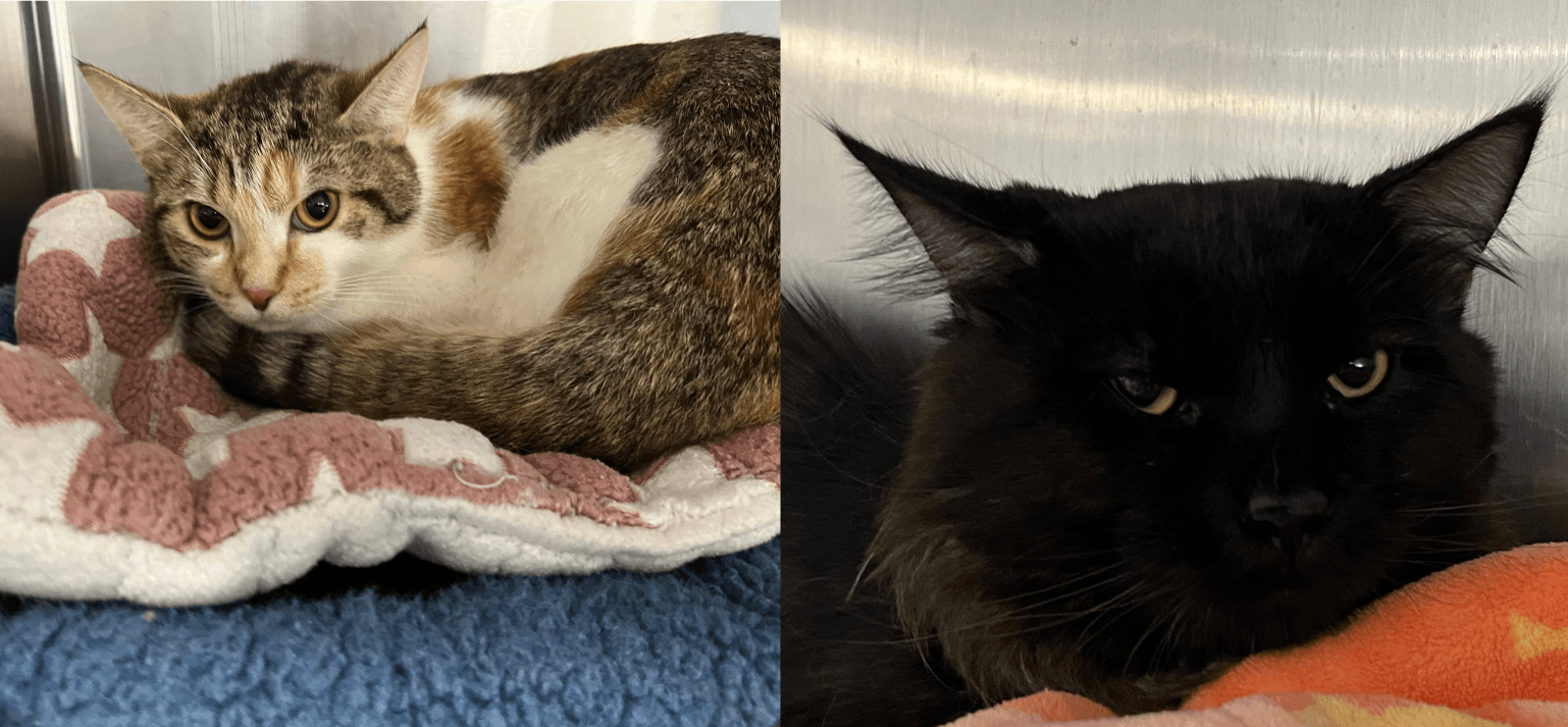 PEANUT & WALNUT - Domestic Short Hair cat available for adoption in Calgary