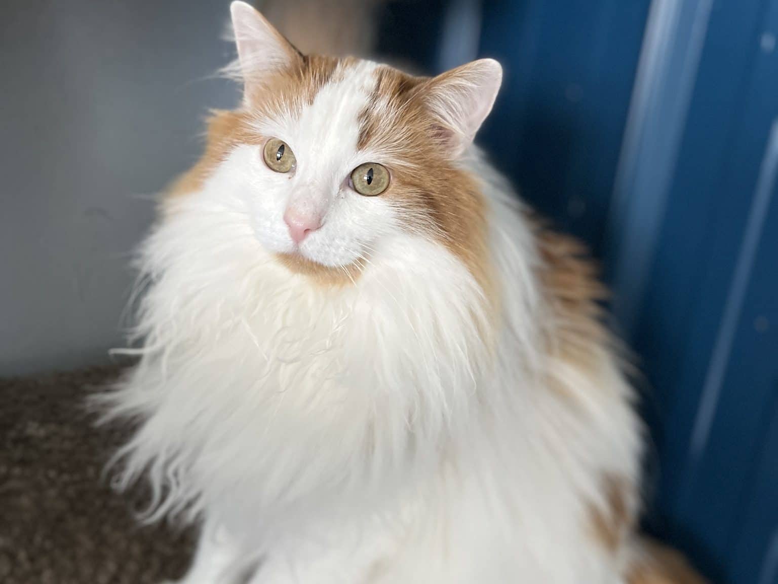 WILLOW - Domestic Long-Hair cat available for adoption at CARES Cat Shelter in Vancouver