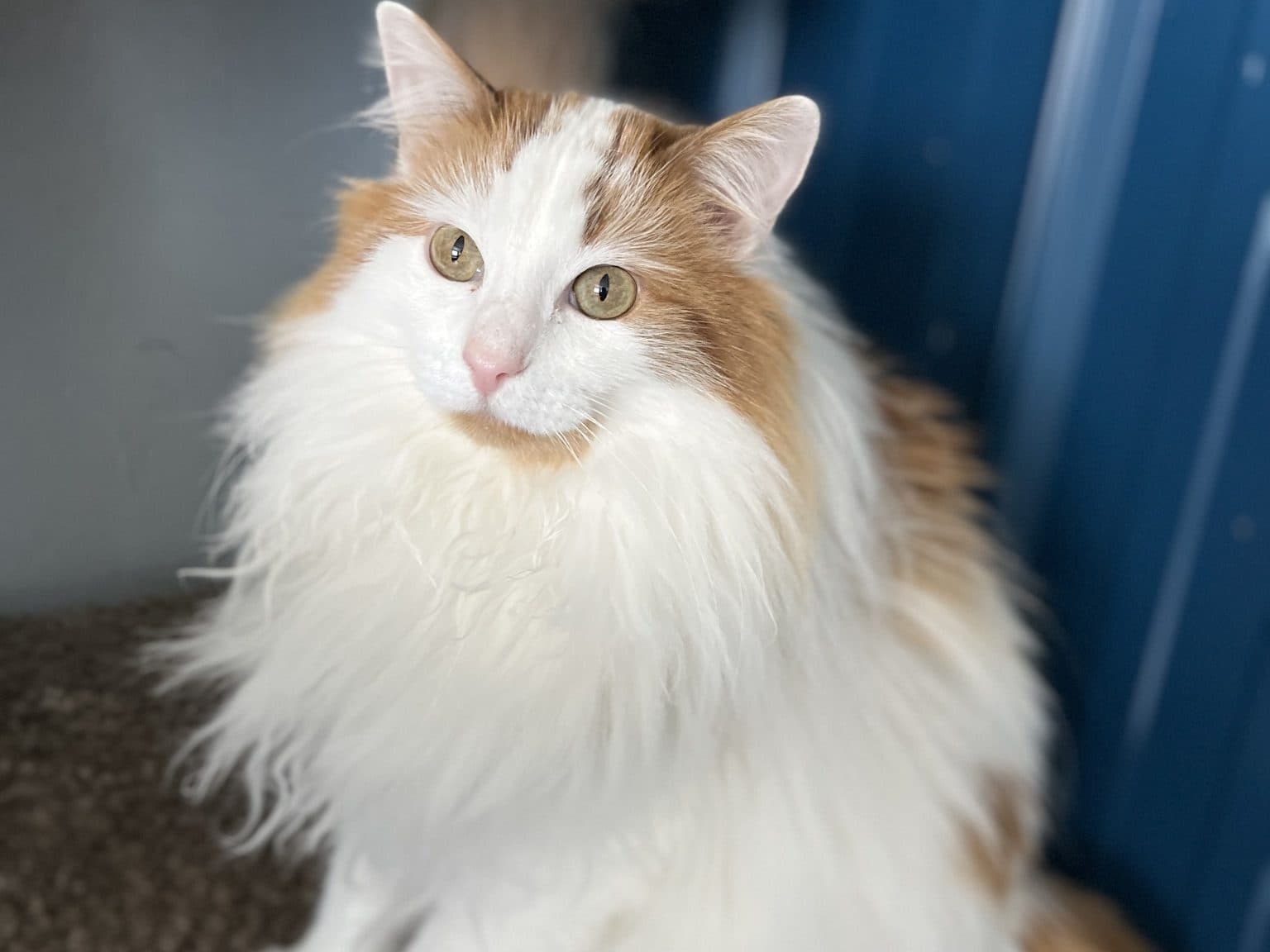 WILLOW - Domestic Long-Hair cat available for adoption at CARES Cat Shelter in Vancouver