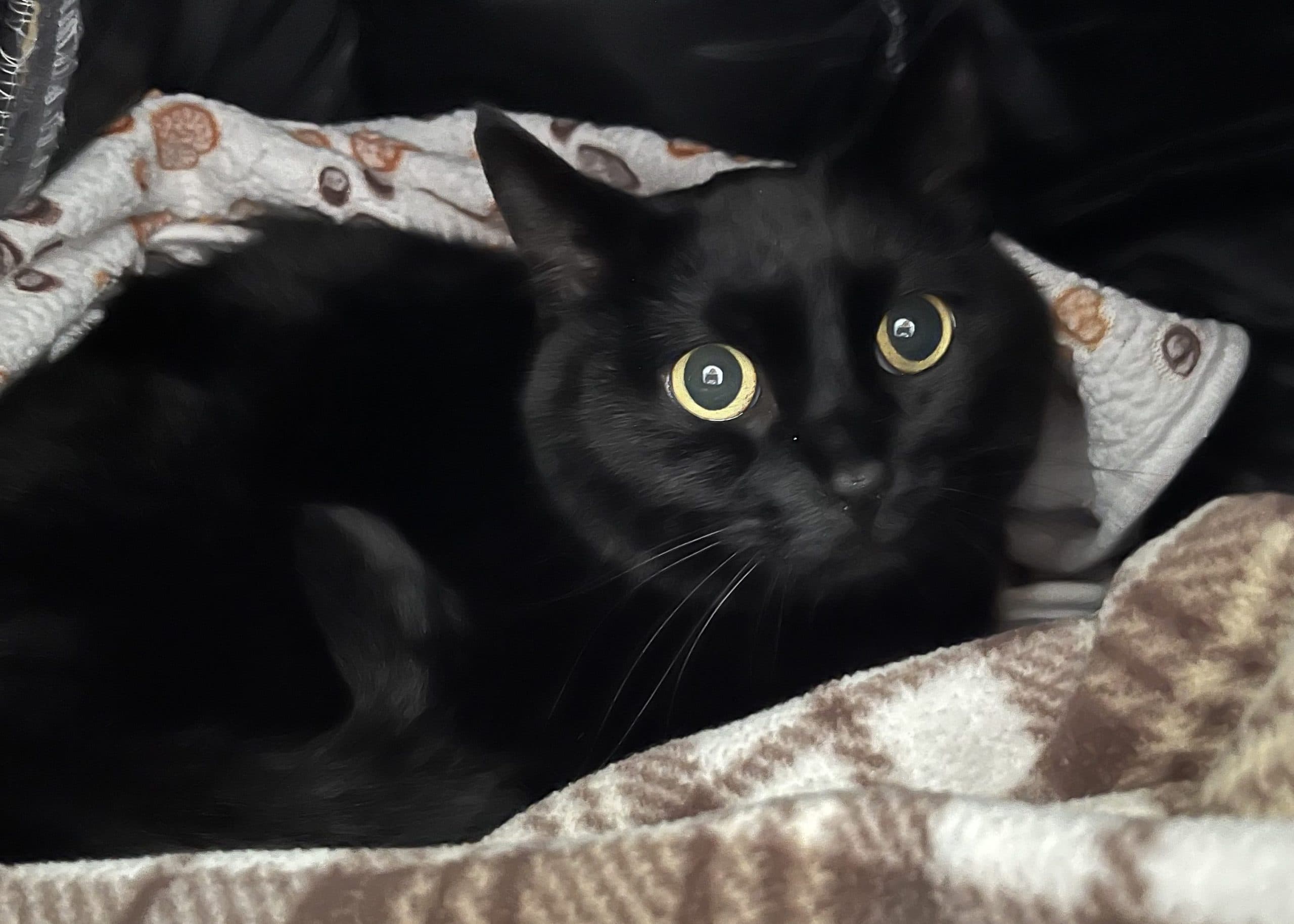 BOO - Domestic Short-Hair cat available for adoption at CARES Cat Shelter in Vancouver