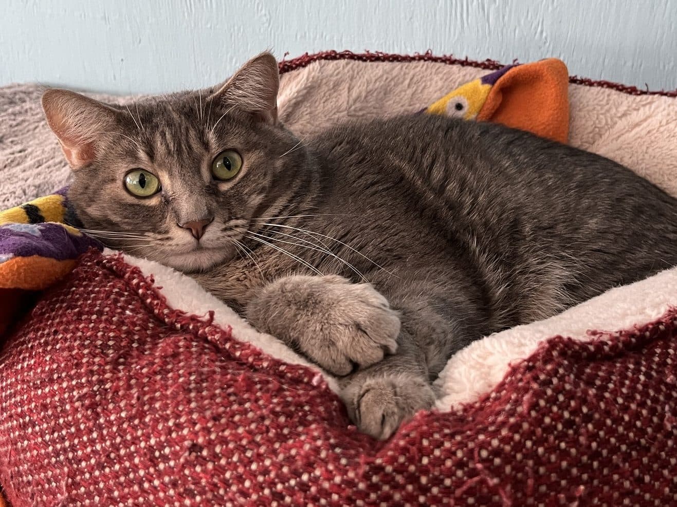 BRULE - Domestic Short-Hair cat available for adoption at CARES Cat Shelter in Vancouver