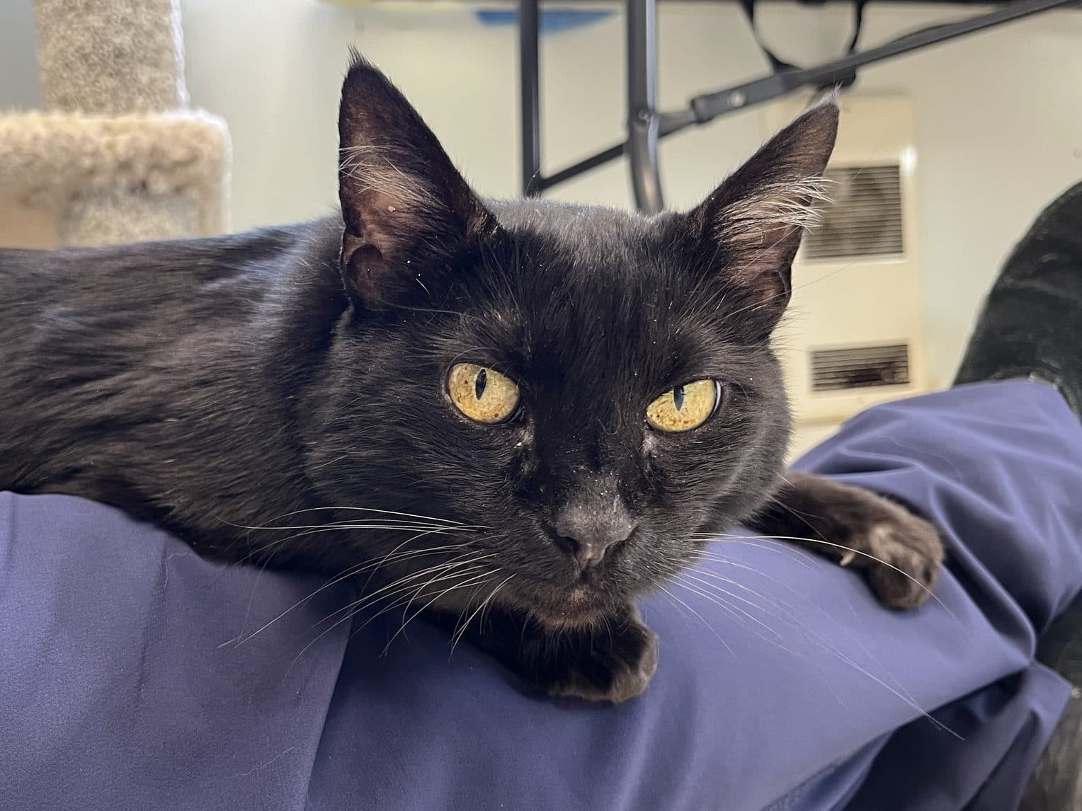 HONEY - Domestic Short-Hair cat available for adoption at CARES Cat Shelter in Vancouver