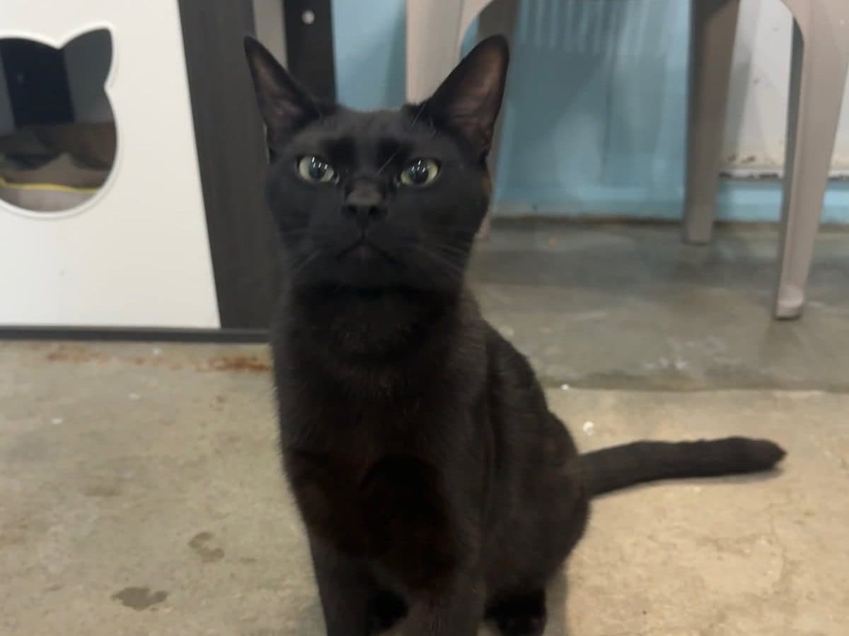 SHADOW - Domestic Short-Hair cat available for adoption at CARES Cat Shelter in Vancouver