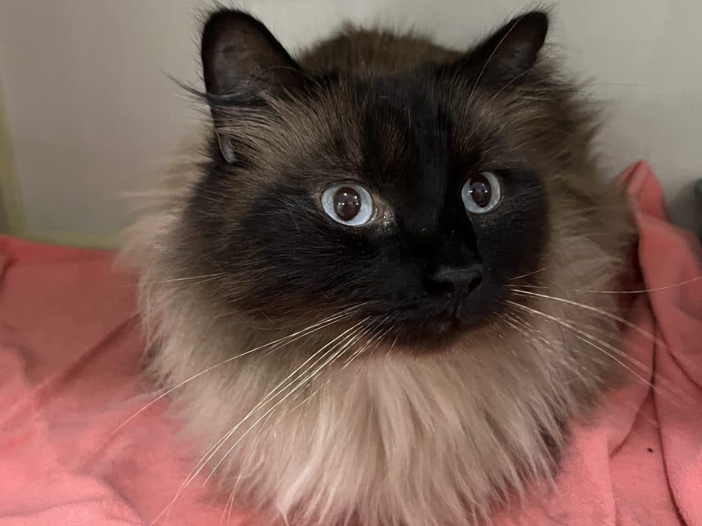 MUCHIE - Domestic Long-Hair cat available for adoption in Calgary