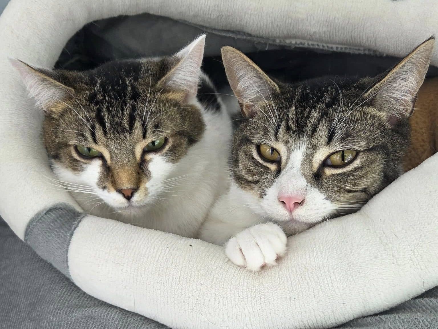 HARPER & JUSTICE - Domestic Short Hair cat available for adoption in Calgary