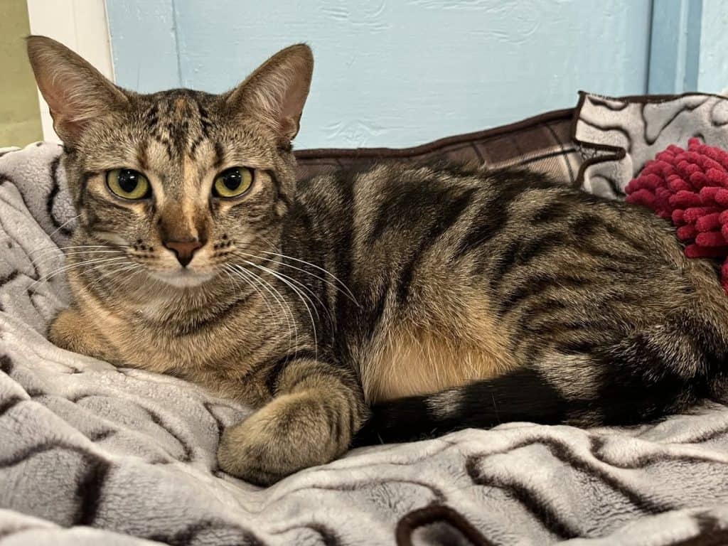 PEPPER - Domestic Short-Hair available for adoption
