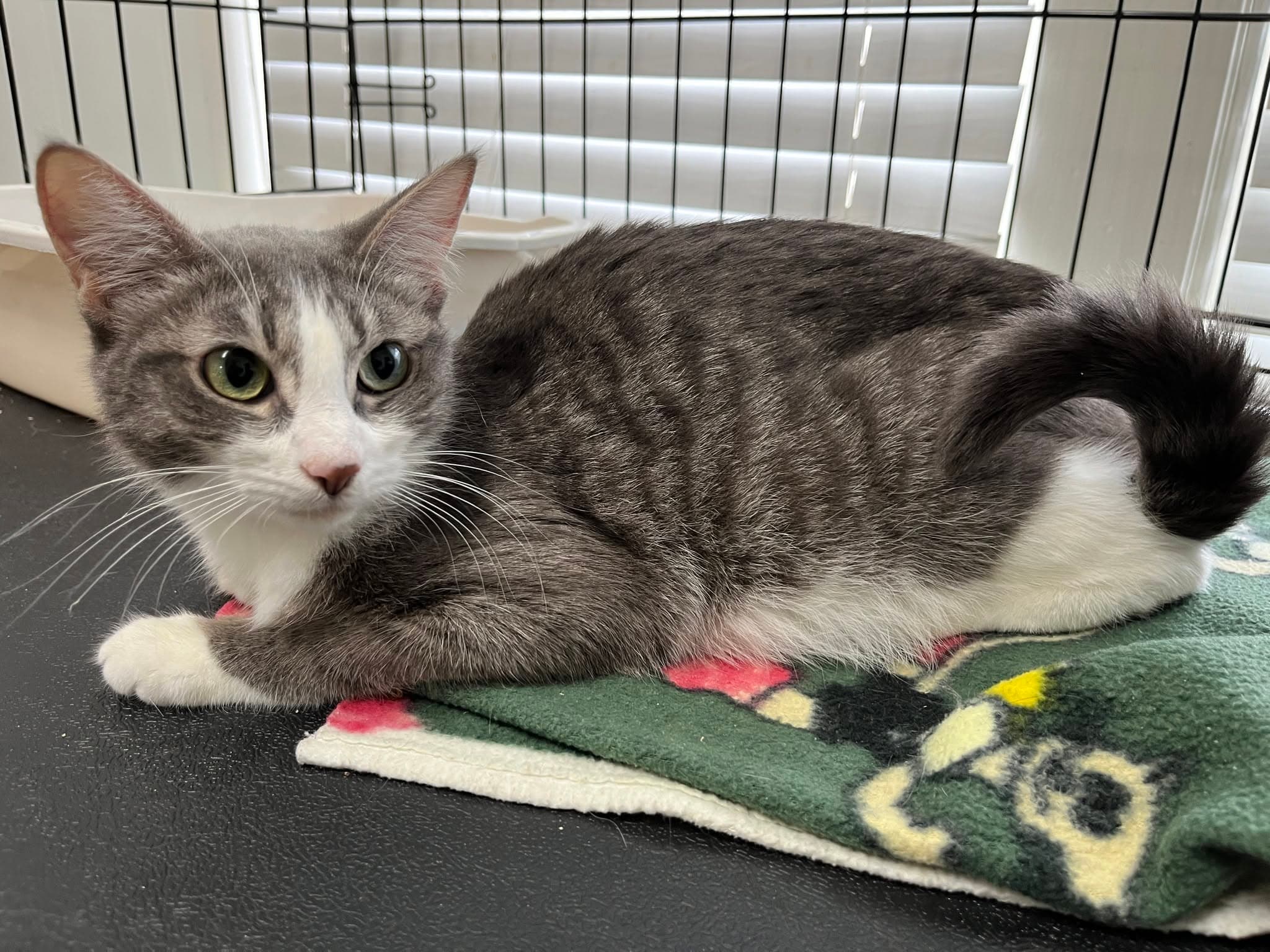 ANN - Domestic Short-Hair cat available for adoption at CARES Cat Shelter in Vancouver