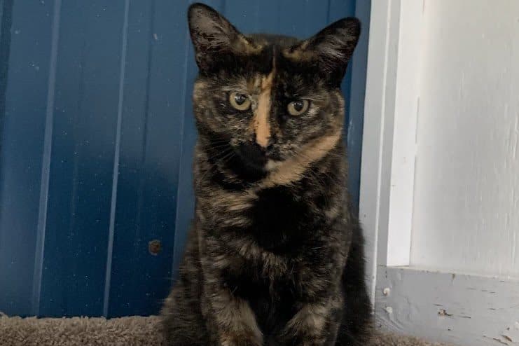 TALENTI - Domestic Short-Hair available for adoption