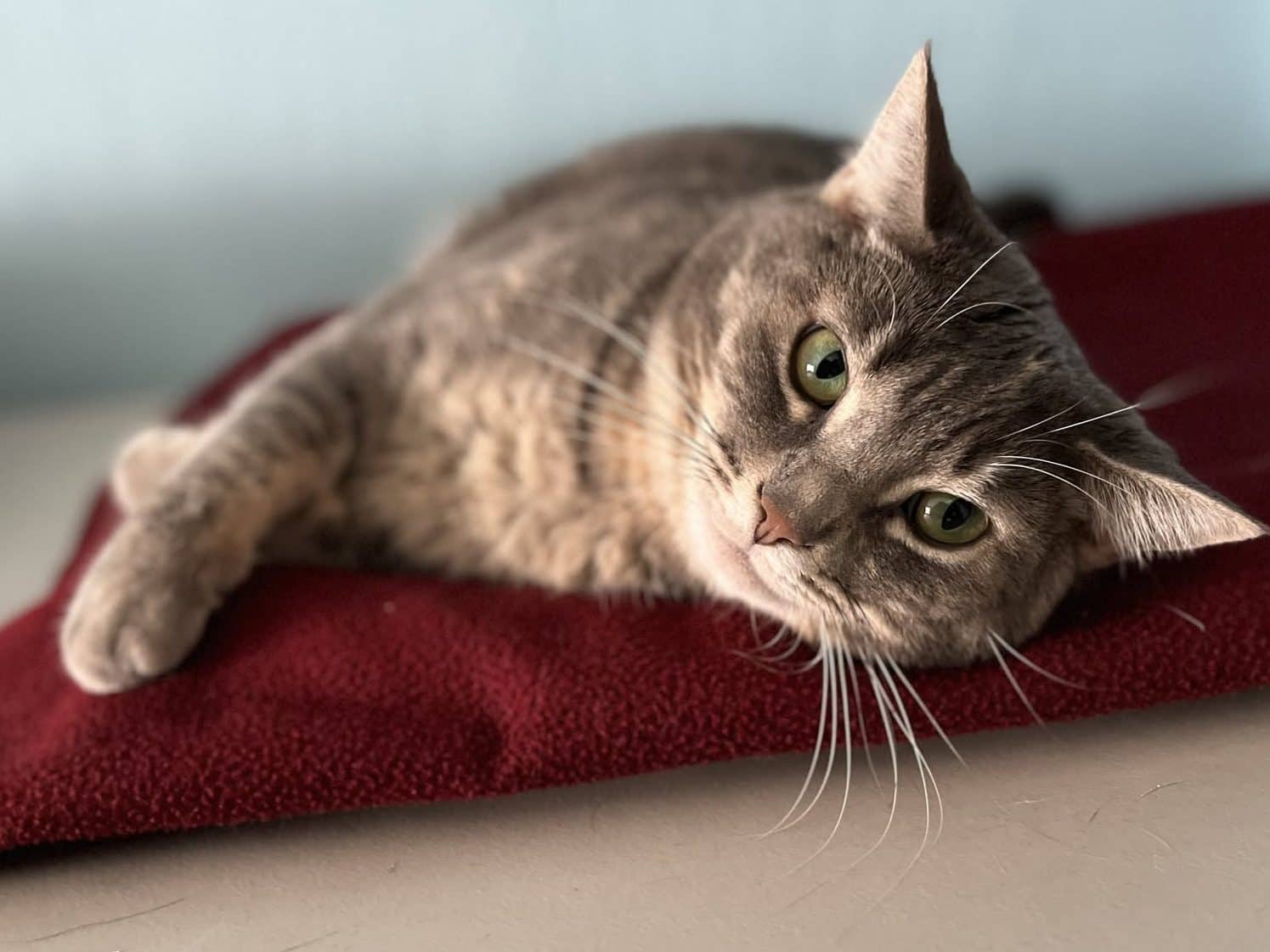 BRULE - Domestic Short-Hair cat available for adoption at CARES Cat Shelter in Vancouver