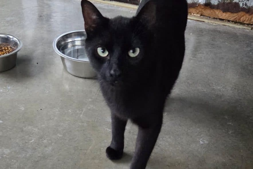 ZONE - Domestic Short-Hair cat available for adoption at CARES Cat Shelter in Vancouver