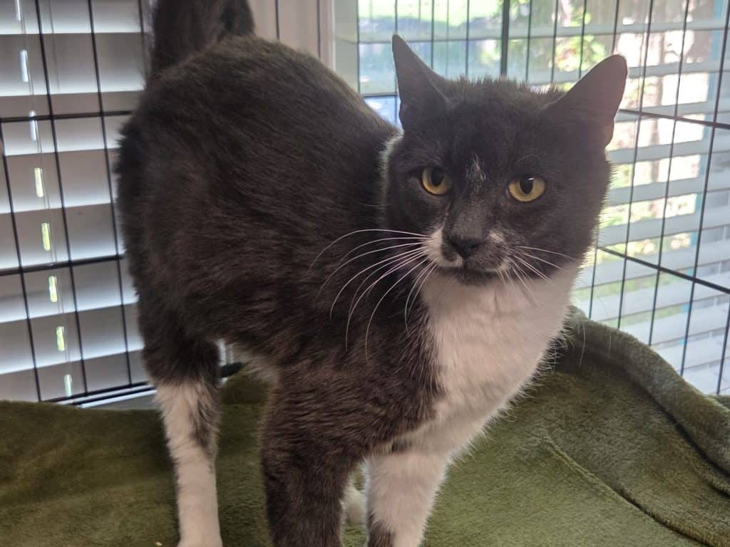 MARGOT - Domestic Medium-Hair cat available for adoption at CARES Cat Shelter in Vancouver