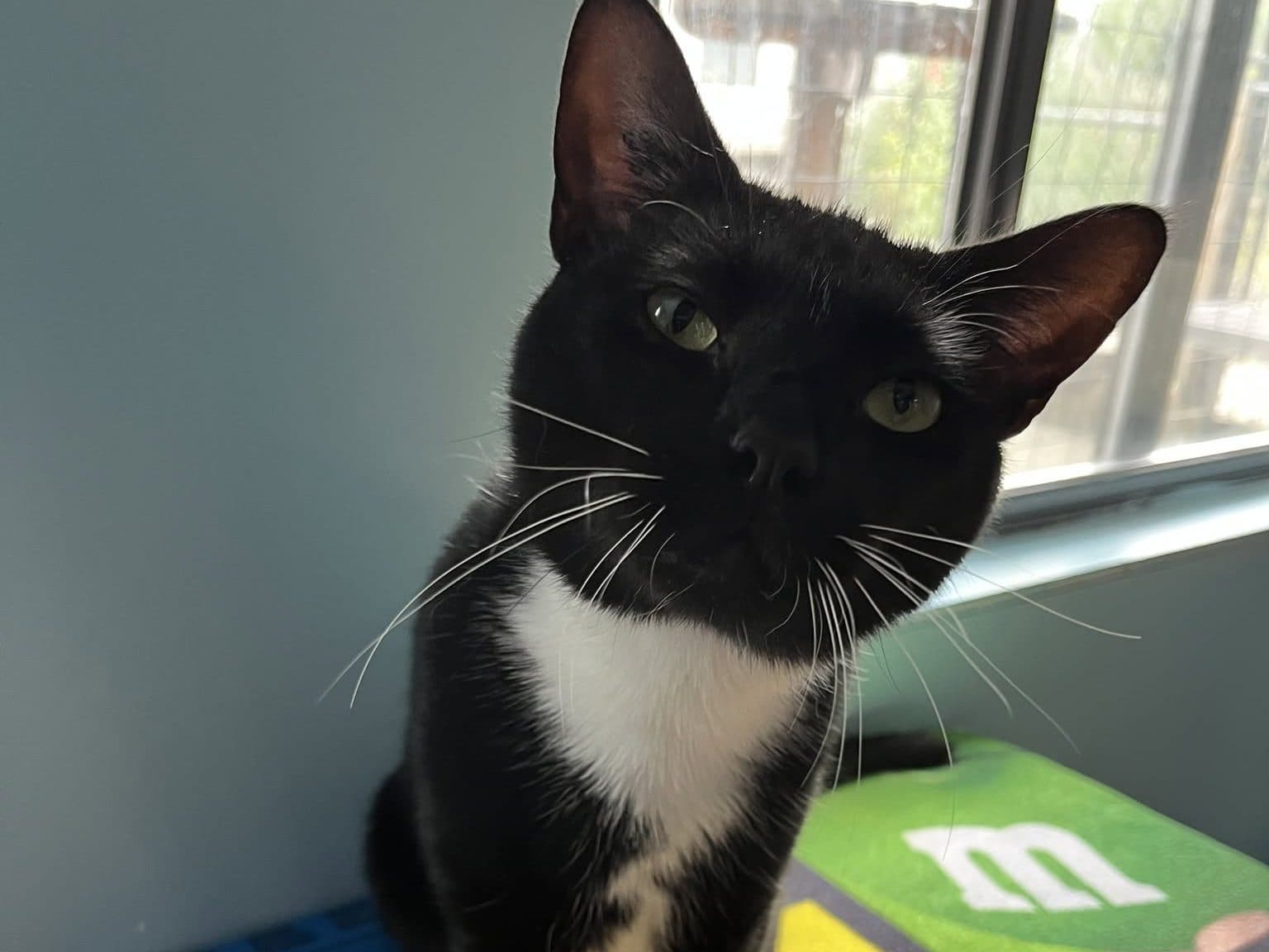 RIFF - Domestic Short-Hair available for adoption