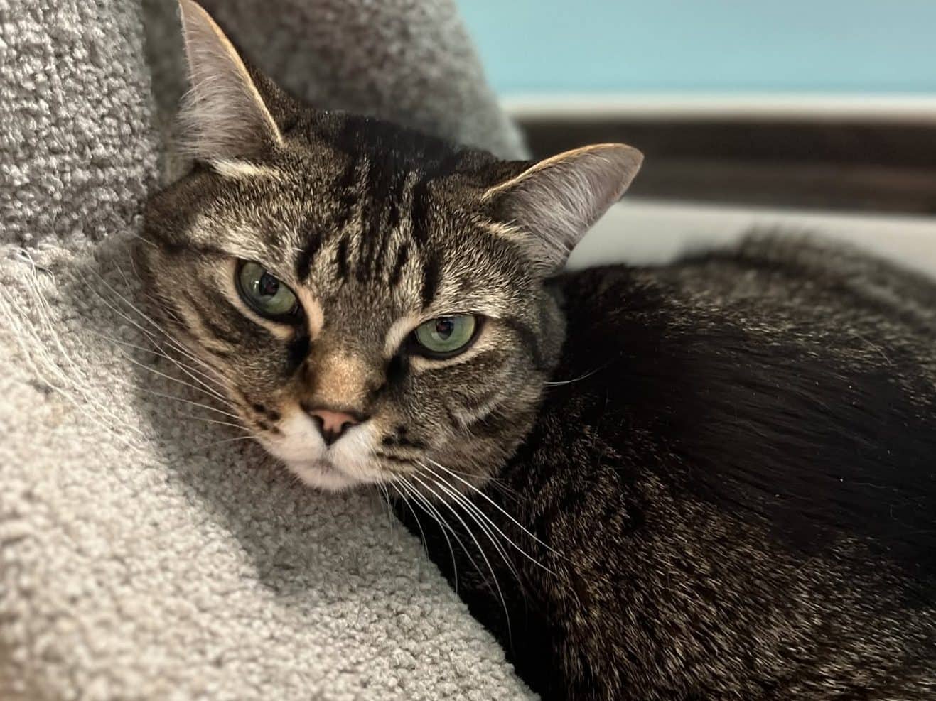 BUNNY - Domestic Short-Hair cat available for adoption at CARES Cat Shelter in Vancouver