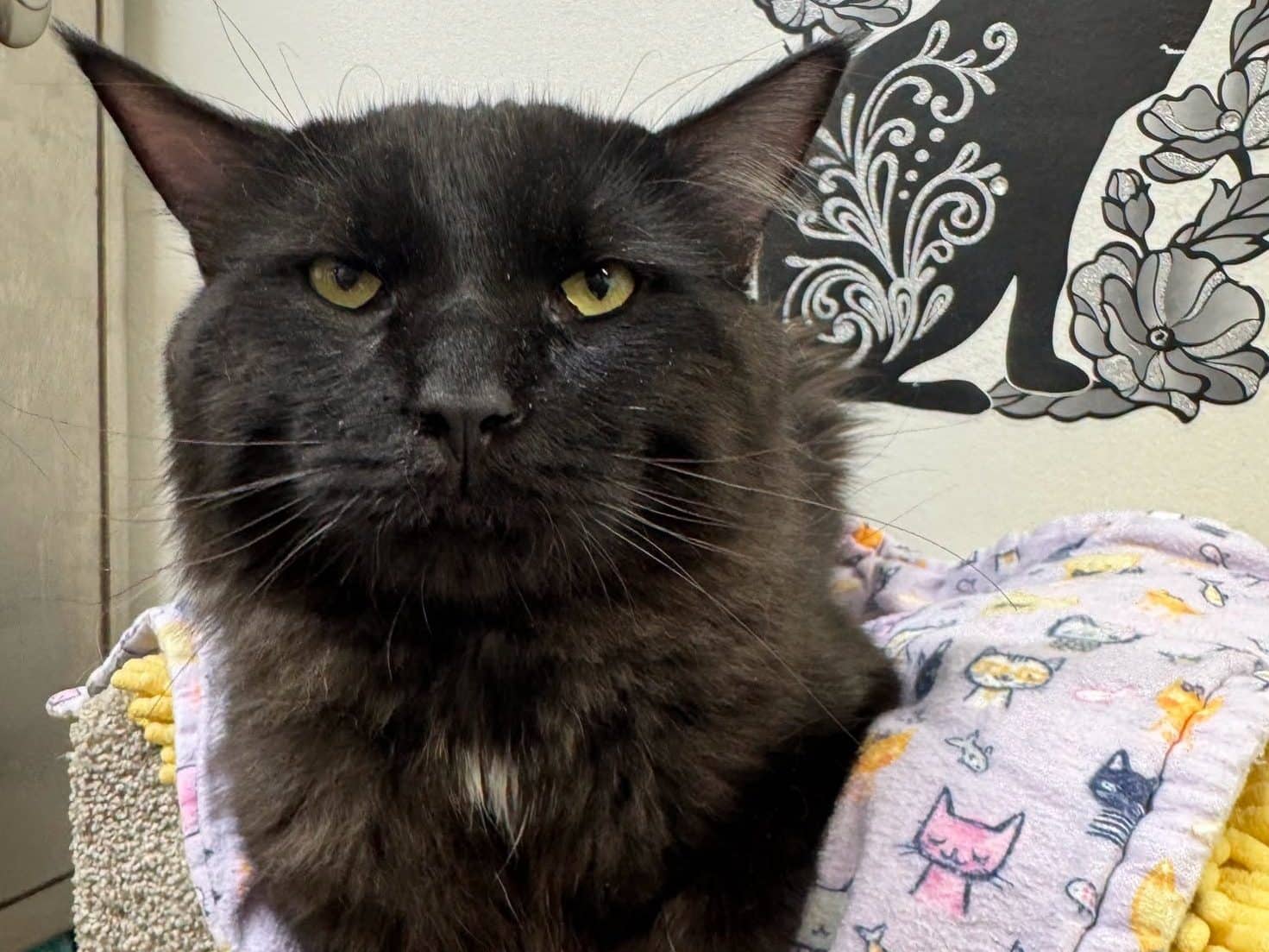 WALNUT - Domestic Medium-Hair cat available for adoption in Calgary