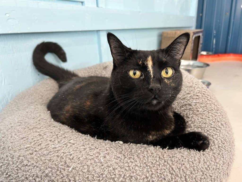 LYVIA - Domestic Short-Hair cat available for adoption at CARES Cat Shelter in Langley