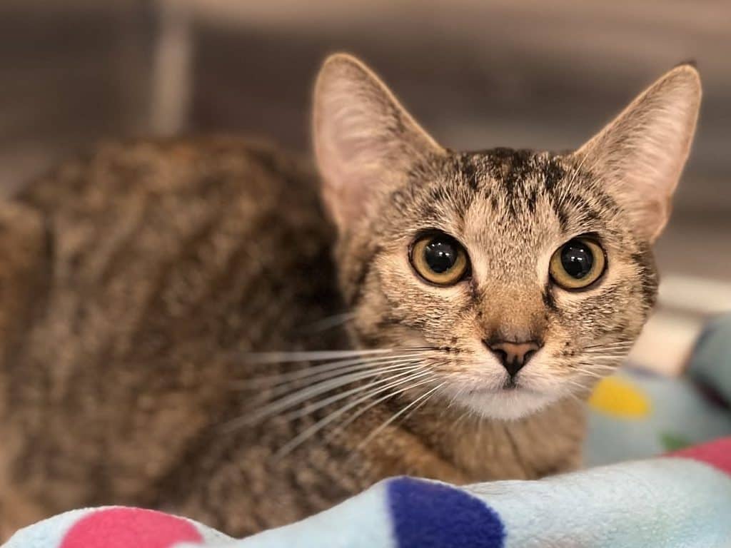 DAWN - Domestic Short-Hair cat available for adoption in Calgary