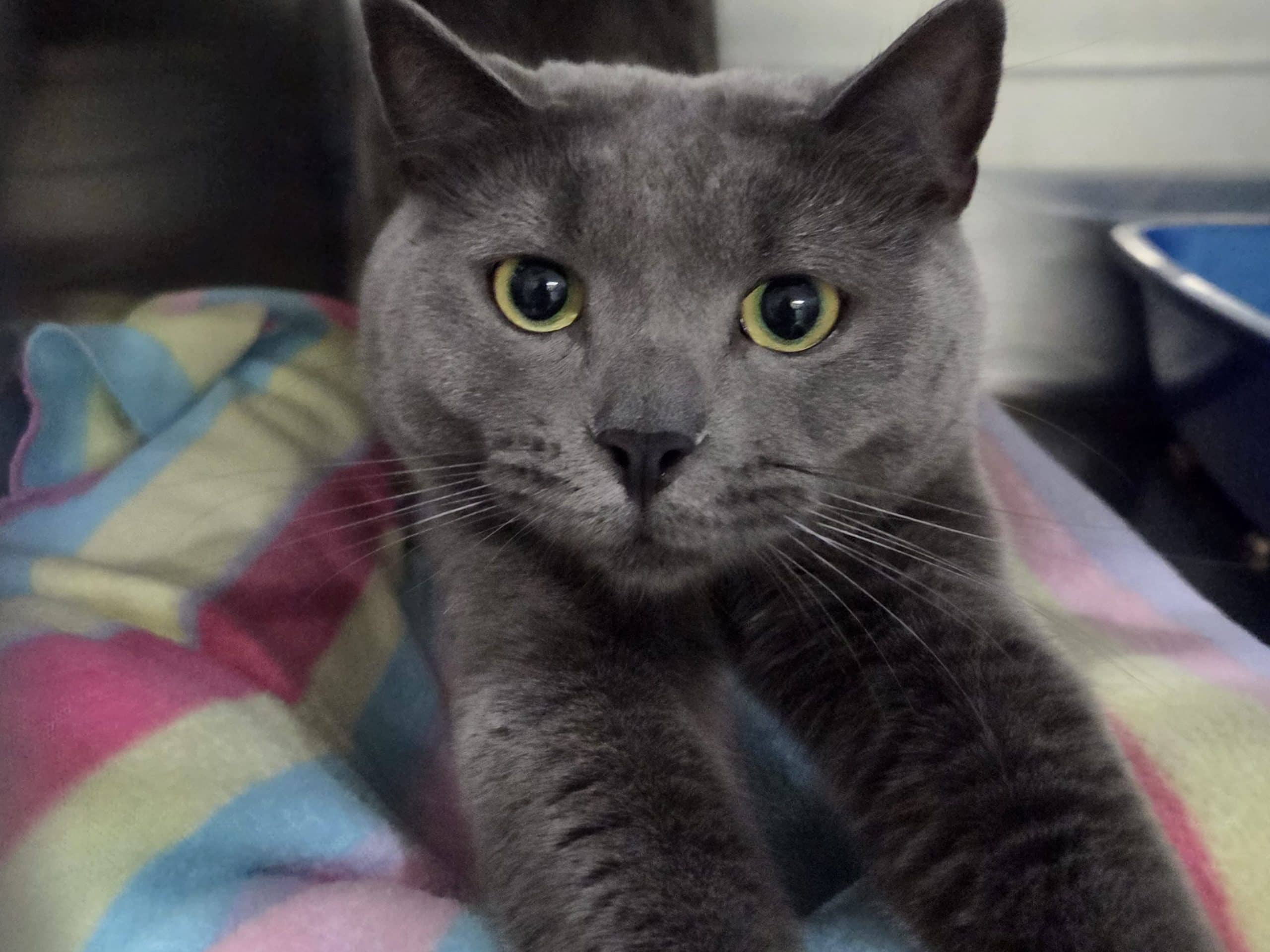 GREYCE - Domestic Short-Hair cat available for adoption in Calgary