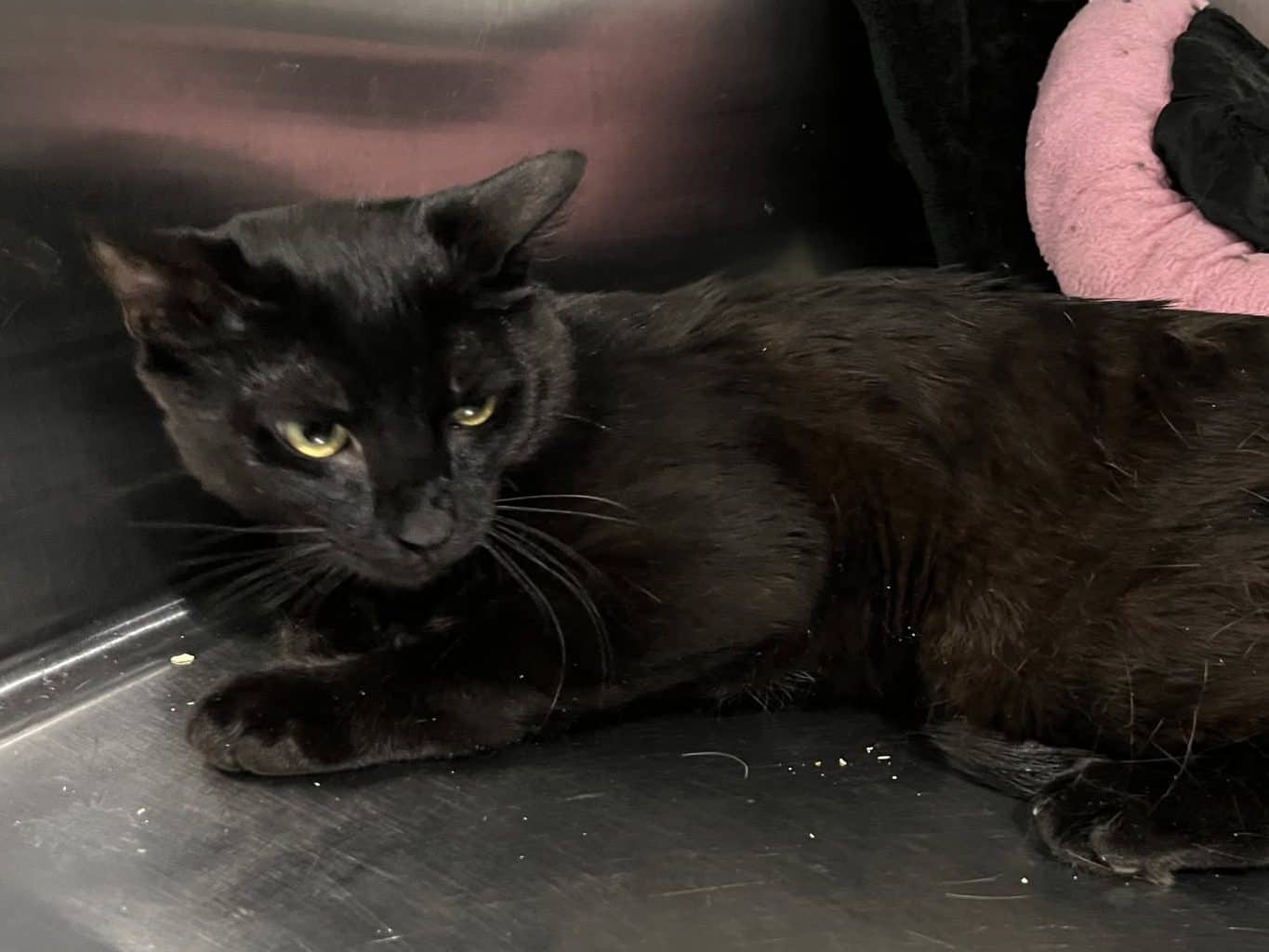 MARTIN - Domestic Short-Hair cat available for adoption in Calgary