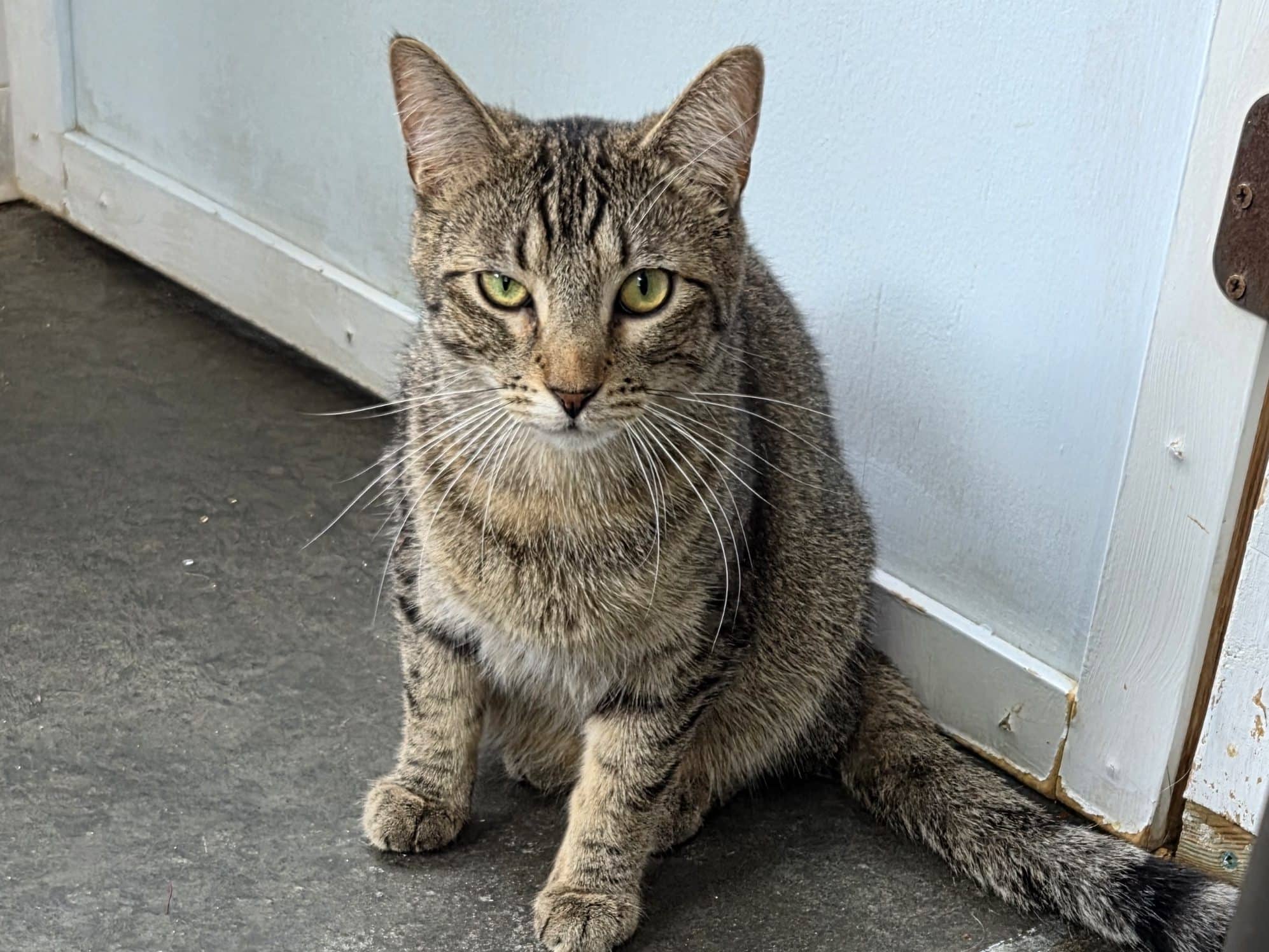 TOFFEE - Domestic Short-Hair cat available for adoption in Calgary