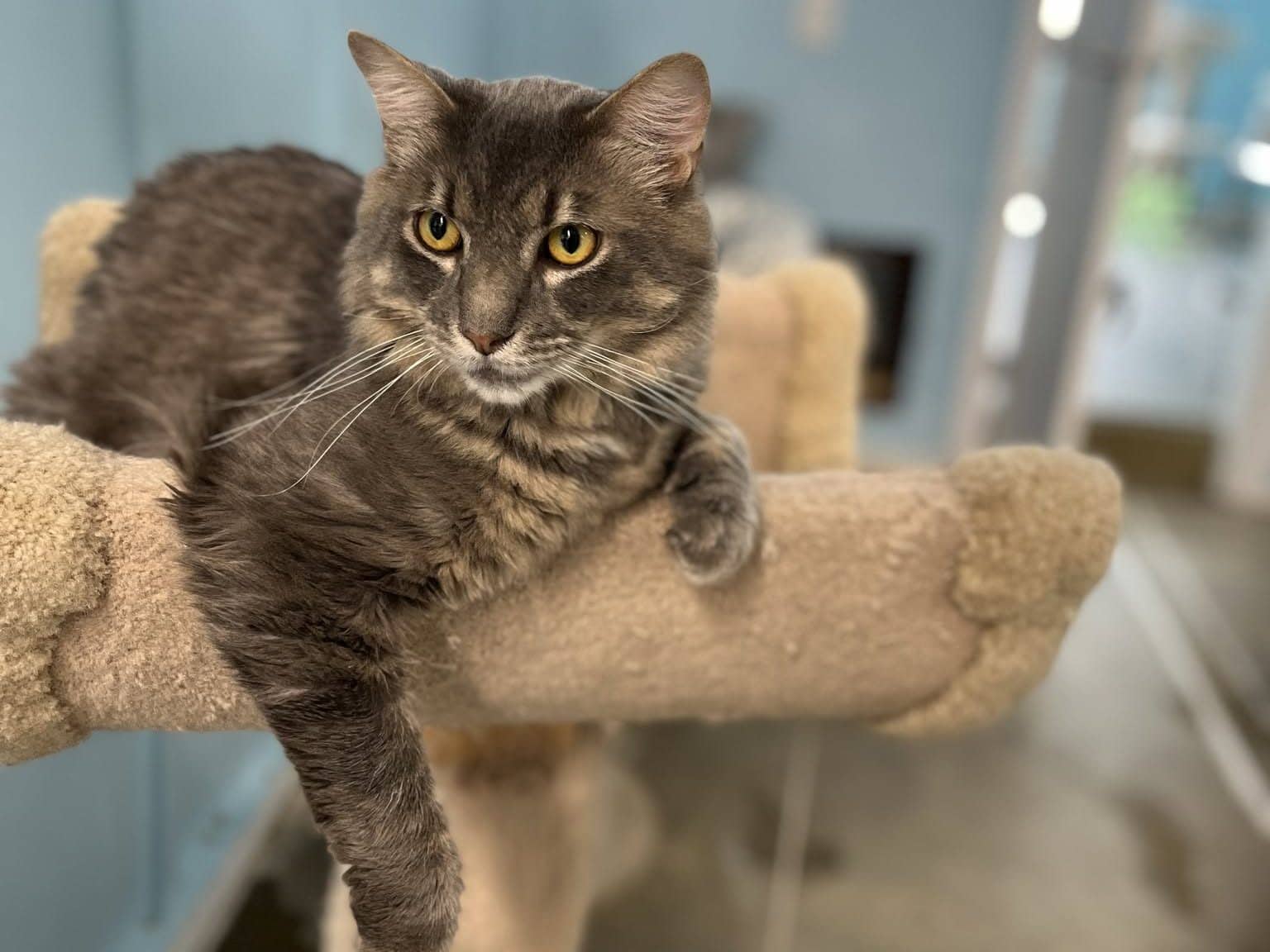 LOUIE - Domestic Short-Hair cat available for adoption at CARES Cat Shelter in Vancouver
