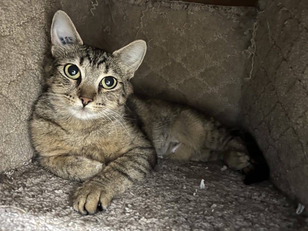 CASSIE - Domestic Short-Hair cat available for adoption in Calgary