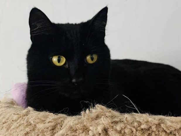 BARTIE - Domestic Short-Hair cat available for adoption in Calgary