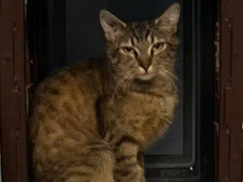 CASSIE - Domestic Short-Hair cat available for adoption at CARES Cat Shelter in Vancouver