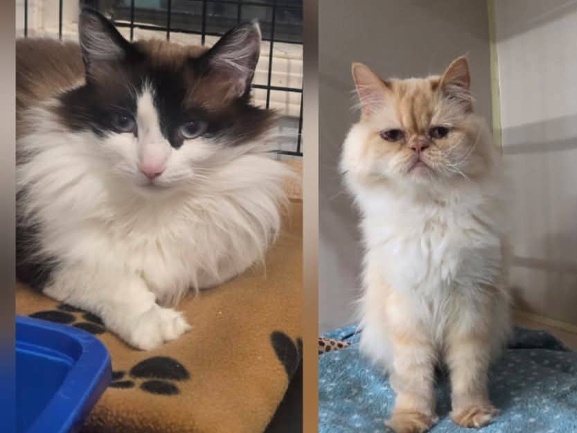 STASSI & PIGGY - Long-Hair Short Hair cat available for adoption at CARES Cat Shelter in Vancouver
