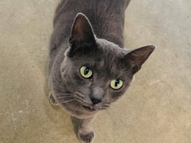 LUCY-LOU - Domestic Short-Hair cat available for adoption at CARES Cat Shelter in Vancouver