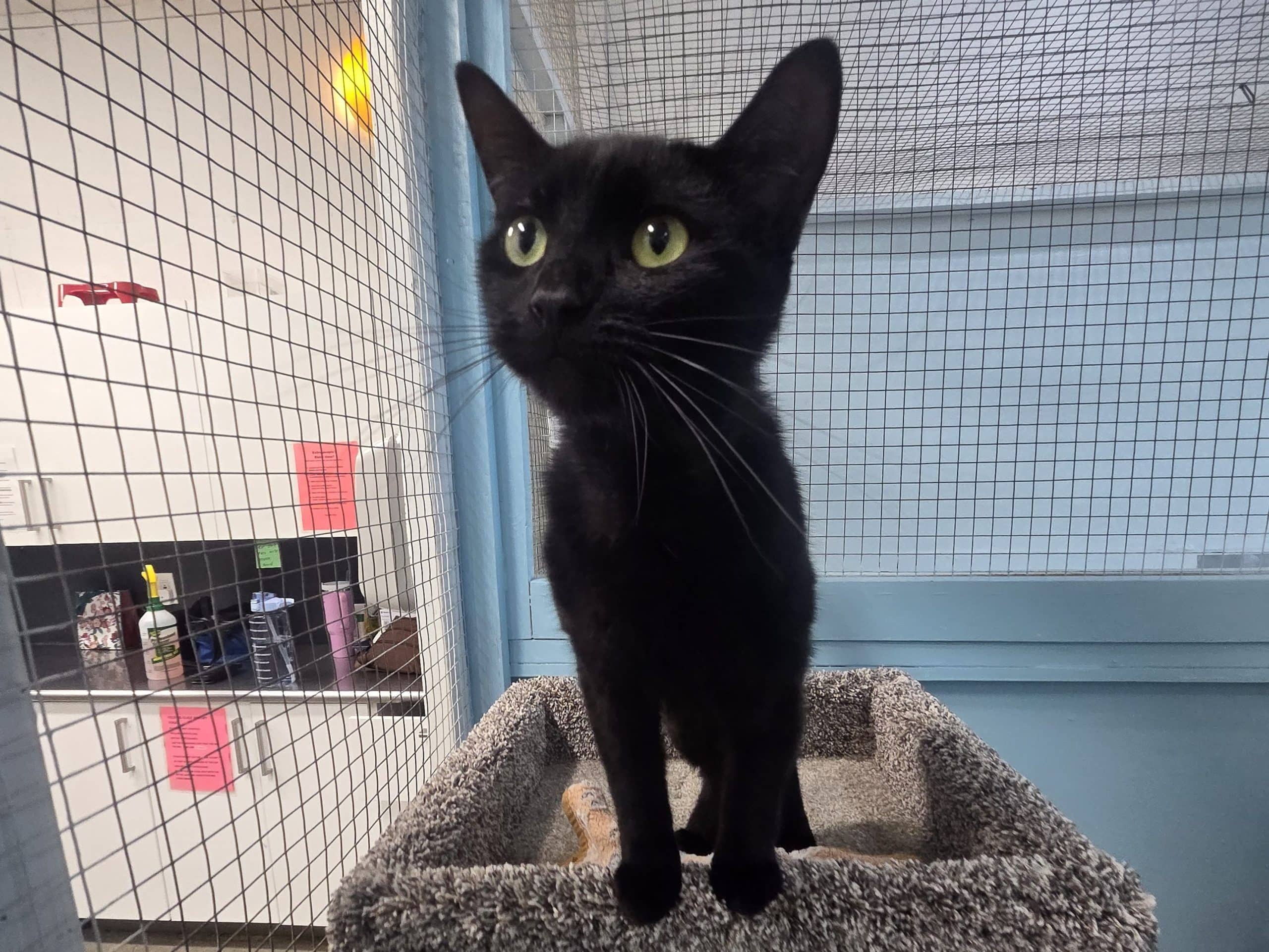 PATCH - Domestic Short-Hair cat available for adoption at CARES Cat Shelter in Langley