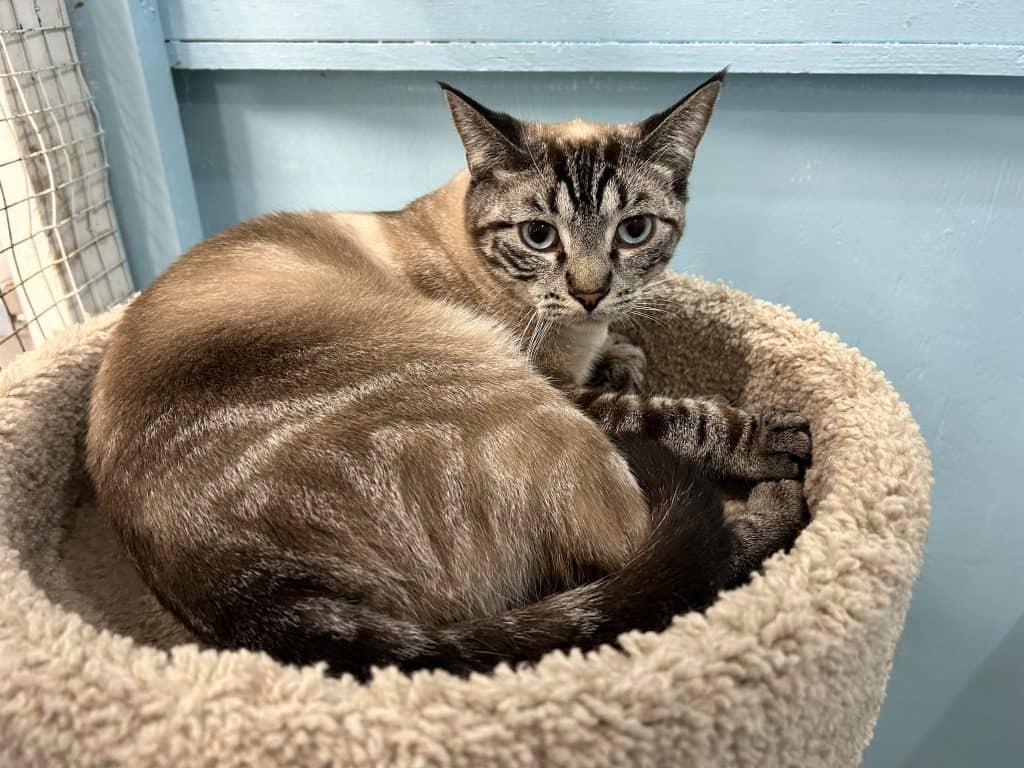TIGRA - Siamese X cat available for adoption at CARES Cat Shelter in Vancouver
