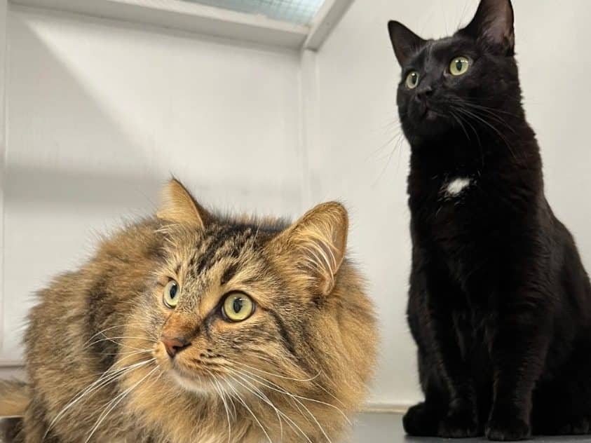 MISTY & SMOKEY - Maine Coon cat available for adoption at CARES Cat Shelter in Langley