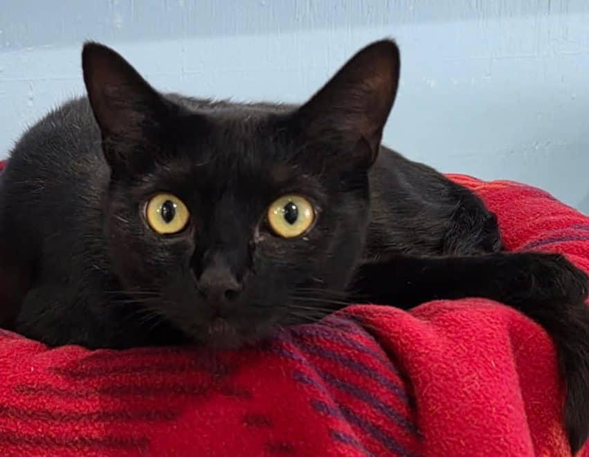 JETT - Domestic Short-Hair cat available for adoption at CARES Cat Shelter in Vancouver