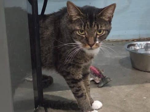 LULU - Domestic Short-Hair cat available for adoption at CARES Cat Shelter in Vancouver